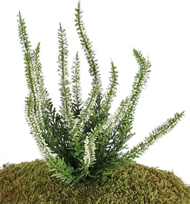 Produktbild von artplants.de Kunstblume Erika IMKE auf Steckstab, Creme, 25cm, Ø 18cm - Heidekraut künstlich