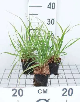 Immagine prodotto di 6 x Pennisetum alop. 'Moudry' - Erba da pozzo - Topf 9 x 9 cm