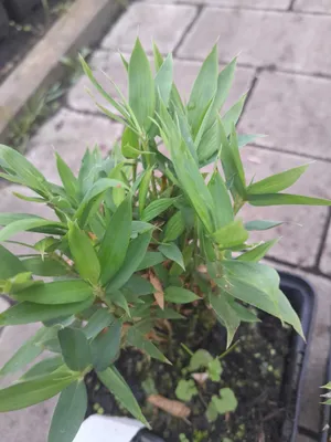 A potted bamboo plant with green leaves sits on a paved surface.