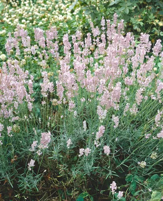 Produktbild von Lavandula angustifolia 'Hidcote Pink', Lavendel, rosa, ca. 9x9 cm Topf