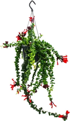 Zdjęcie produktu dla Lipstick plant - kwiat lonowy - Aeschynanthus 'Rasta' - roslina wiszaca w doniczce wiszacej 15 cm