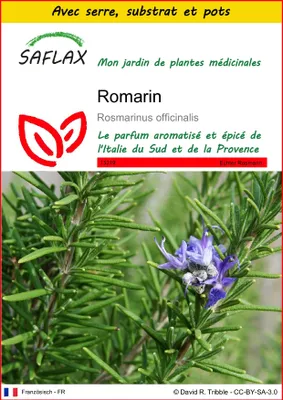 Image de SAFLAX Ensemble de culture - Romarin - 100 graines - Rosmarinus