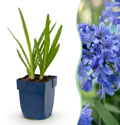 Produktbild von Green boutiQ - Staude - Agapanthus africanus - Afrikanische Lilie - Bienen- und Schmetterlingsmagneten - Blau - 12 Pflanzen - Topf 11cm - Höhe 15-25cm