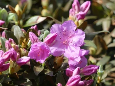 Produktbild von Rhododendron / Alpenrose Wigeon - Rhododendron saluenense Wigeon 25-30cm