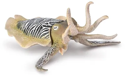 Produktbild von Collecta Meerestier Spielfigur Gemeiner Sepia XL - Lernspielzeug Tierwelt