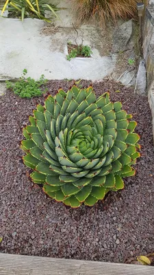 Image de Aloe polyphylla / Aloès spirale du Lesotho
