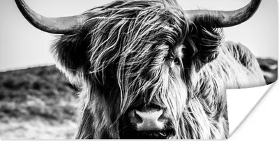 Produktbild von MuchoWow® Poster Kuh - Schottischer Hochländer - Schwarz - Weiß - Tier - Natur - Wildtiere 160x80 cm - Foto Poster