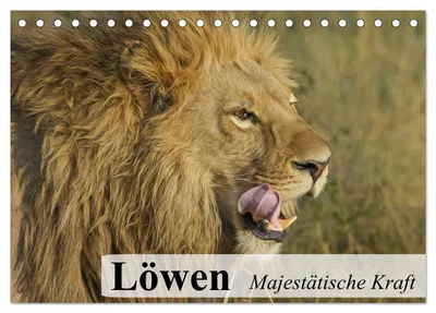 Produktbild von Löwen. Majestätische Kraft (Tischkalender 2027 DIN A5 quer), CALVENDO Monatskalender