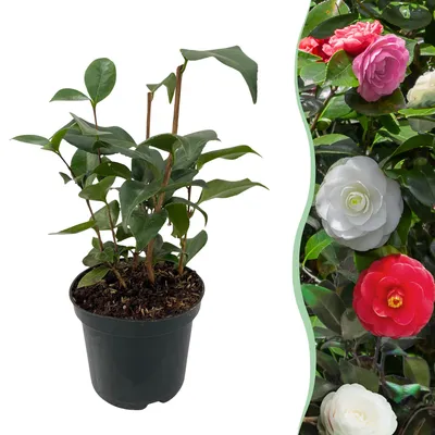 Image de Green boutiQ - Arbustes - Camelia japonica Tricolour - Fleurs roses, blanches et rouges - 1 plant - À feuillage persistant - Pot de 15 cm, hauteur 30 cm