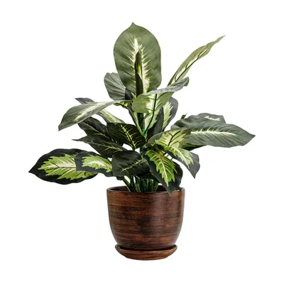 Image de Pot en céramique rond avec soucoupe brun foncé 16 cm avec trou de drainage