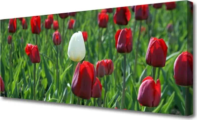Produktbild von Tulup Leinwand-Bilder 125x50 Wandbild Canvas Kunstdruck Tulpen Pflanzen