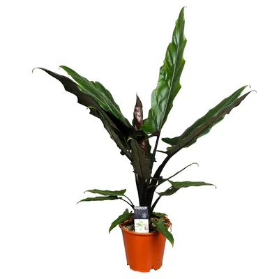 Produktbild von Bloomique - Alocasia Lauterbachiana - Elefantenohr - Zimmerpflanzen - 50-60 cm Hoch - Topf 19 cm
