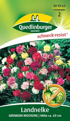 Produktbild von Quedlinburger Saatgut - Land-Nelken Grenadin Mischung - Samen - 509962