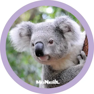 Image de McNeill accessoires pour cartables McAddy Koala multicolore
