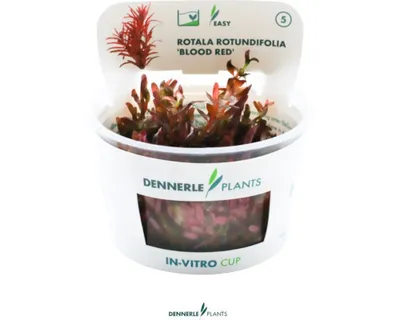 Produktbild von Rotala rotundifolia - Rotala rotundifolia 'Blood Red' In-Vitro