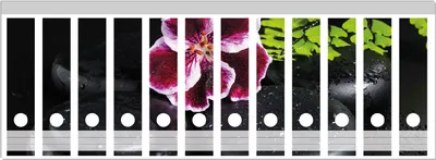 Produktbild von Wallario Ordnerrücken Sticker, selbstklebend für breite Ordner, 12 Stück, Motiv Geranienblüte auf schwarzen Steinen, benetzt mit Wassertropfen