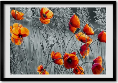 Produktbild von Bild - Bilder - Bilderrahmen - 70 cm x 50 cm - MDF-Rahmen, Wandkunst Wildblumen Mohn