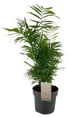 Produktbild von Chamaedorea Elegans, Durchmesser 17 cm, Höhe 50 cm