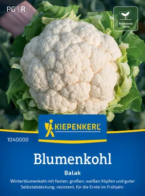 Produktbild von Kiepenkerl Blumenkohlsamen Balak F1 Brassica oleracea botrytis 15 Pflanzen