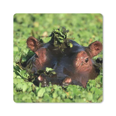 Produktbild von MuchoWow® Mauspad Mousepad Nilpferd - Wasser - Pflanzen 20x20 cm - Mousepads - Maus Mat - Pad - Mausunterlage - Desk Mat - Bureauartikeln