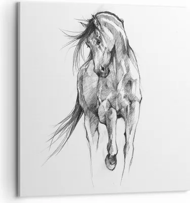 Produktbild von Bild auf Leinwand - Leinwandbild - Einteilig - Pferd Galopp Tier - 60x60cm - Wand Bild - Wanddeko - Wandbilder - Leinwanddruck - Bilder - Wanddekoration - Leinwand bilder - Wandbild - AC60x60-5080