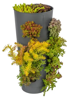 Produktbild von Dehner Wandhänger mit Fetthenne, fertig bepflanzt, für vertikale Gärten, Höhe 60 cm, Staude