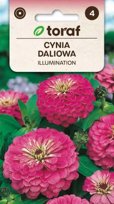 Zdjęcie produktu dla Cynia daliowa ILLUMINATION Nasiona kwiatów - 473 Toraf