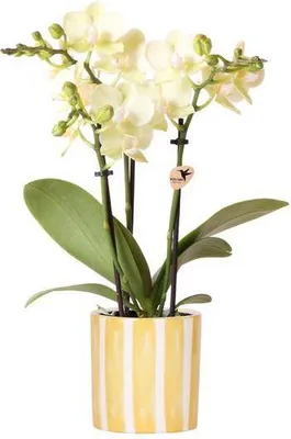 Productafbeelding van Phalaenopsis orchidee Mexico geel inkl. Painted Stripe pot geel Ø9cm cadeau