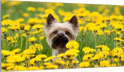 Produktbild von Herdabdeckplatte 90x52 Glaskeramikkochfeld Abdeckung Spritzschutz Glasplatte Deko Schneidebrett, Hund Gelb