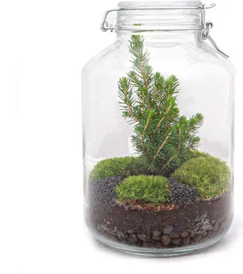 Produktbild von Jar Flaschengarten - Weihnachtsbaum - Ökosystem mit Pflanzen - ↑ 28 cm
