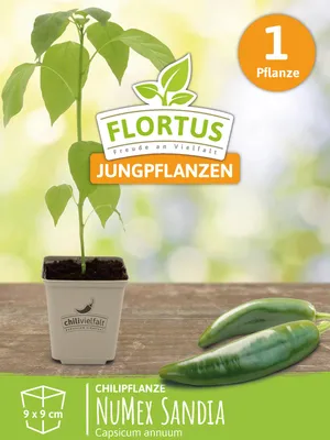 Artikelbild 5 von 'Chilipflanze NuMex Sandia' aus der Kategorie Chilipflanzen