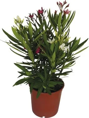 Obrázek produktu pro Oleandr FloraSelf Nerium oleander výška 40-60 cm květináč Ø 19 cm