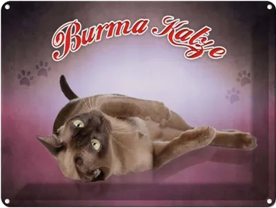Produktbild von vianmo Blechschild 30x40 cm Katze Burma