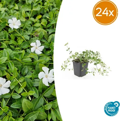Immagine prodotto di Vinca minor 'Gertrude Jekyll' | 24 pezzi - 10-25cm - Ø9cm - Pianta da giardino