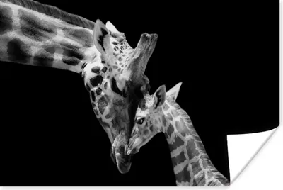 Produktbild von MuchoWow® Poster Giraffe - Wildtiere - Porträt - Schwarz-Weiß 60x40 cm - Schlafzimmerdekoration