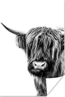 Produktbild von MuchoWow® Poster Ein schottischer Highlander auf einem weißen Hintergrund - schwarz und weiß 80x120 cm - Papierdruck