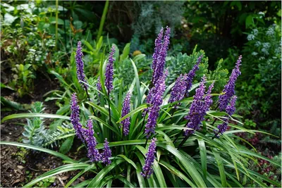 Produktbild von Stauden Gänge 10 x Liriope muscari ‚Moneymaker' im 1 Liter Topf -  Lilientraube - Pflegeleicht, robust und immer ein Gewinn - Winterhart
