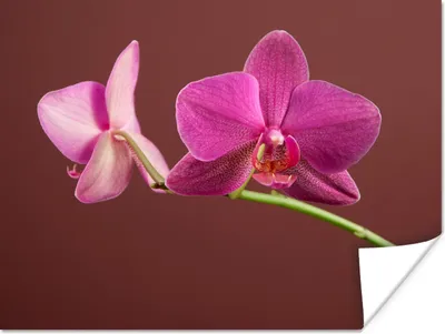 Produktbild von MuchoWow® Poster Blumen - Orchideen - Rosa 160x120 cm - Foto Plakat