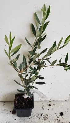 Image de Olea europaea 'Picholine' / Olivier Picholine