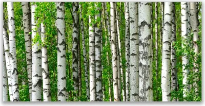 Produktbild von Glasbilder 140x70 Wandbild Druck auf Glas Wald Natur