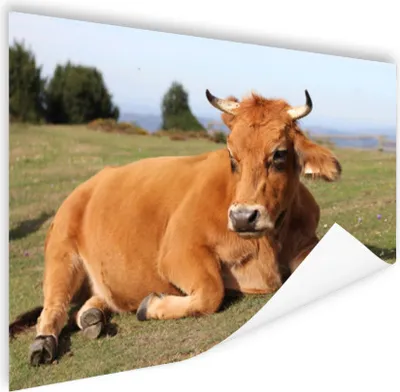 Produktbild von MuchoWow® Poster Kuh - Braun - Horn 120x90 cm - Wandbild