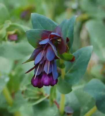 Produktbild von Wachsblume, Große violette - 20 Samen