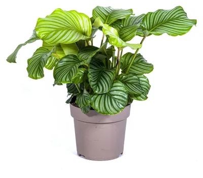 Zdjęcie produktu dla Calathea orbifolia - 70-90cm - Ø27cm - Roślina doniczkowa - Zimozielony