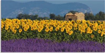 Produktbild von ARTland Wandbild Alu für Innen & Outdoor Lavendel Sonnenblumen in der Provence Größe: 60x30 cm