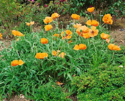 Produktbild von Papaver orientale 'Harvest Moon', Türkischer Mohn, orange, ca. 11x11 cm Topf