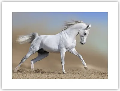Produktbild von Poster - Poster ohne Rahmen - Pferd weiß Tier - 40x30 cm - Wand Bild - Wanddeko - Wandbilder - Kunstposter - Wandposter - Bilder - Kunstdruck - Wanddekoration - Wandbild - P2XAA40x30-0167
