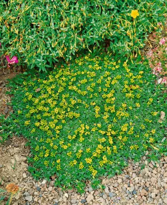 Produktbild von Polsterazorelle Nana, im Topf - Azorella trifurcata, immergrün
