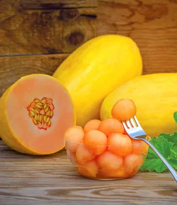 Produktbild von BALDUR Garten 1x Mango-Melone 'Mangomel' F1, Pflanze im 10,5 cm-Topf, exotisches Mango-Aroma, große gelb-grüne Früchte, kompaktes Wachstum, ertragreich & schnell reifend, pflegeleicht