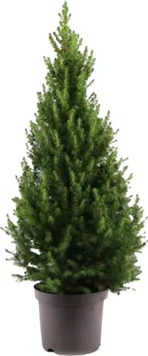 Produktbild von 1x Picea Glauca December P26 H90