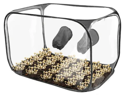Image de Kit de culture de champignons avec tente portable et pliable